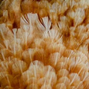 Coquetiers